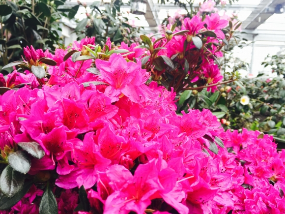 영산홍.연합뉴스