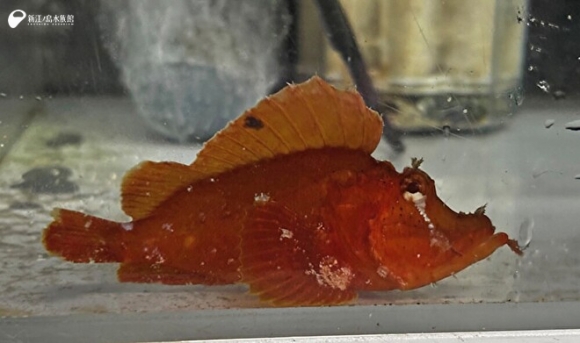 지난 4월 29일 일본 지바현 다테야마시 앞바다에서 발견된‘나미다카사고’(ナミダカサゴ·Rhinopias argoliba) 추정 물고기.5월 3일부터 신에노시마 수족관에서 전시 중이다.신에노시마 수족관 홈페이지 