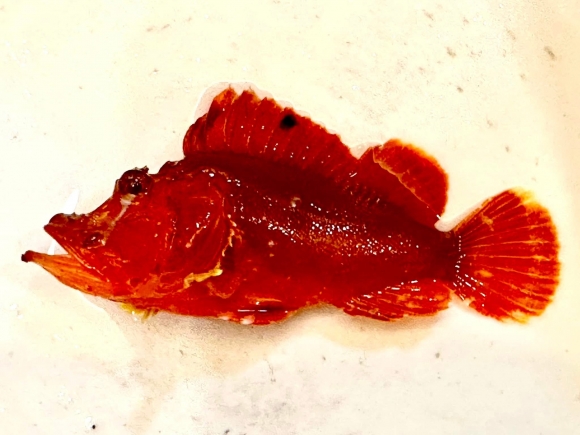 지난 4월 29일 일본 지바현 다테야마시 앞바다에서 발견된‘나미다카사고’(ナミダカサゴ·Rhinopias argoliba) 추정 물고기.일본의 유명 어류 전문가‘사카나군’페이스북 캡처