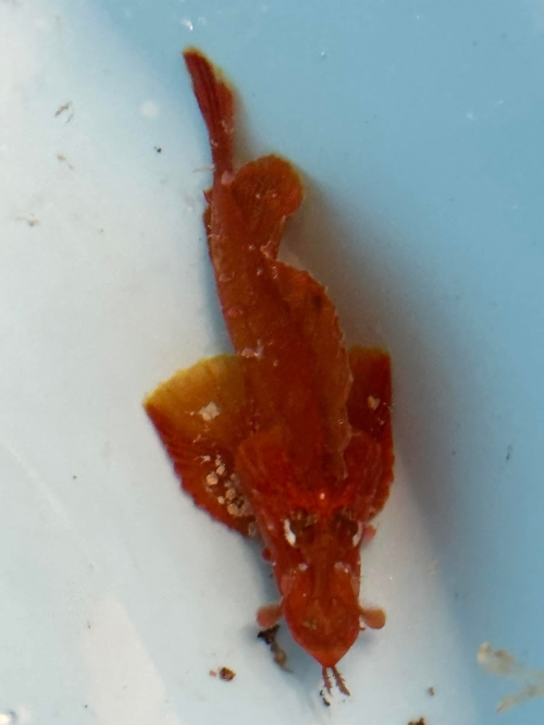 지난 4월 29일 일본 지바현 다테야마시 앞바다에서 발견된‘나미다카사고’(ナミダカサゴ·Rhinopias argoliba) 추정 물고기.일본의 유명 어류 전문가‘사카나군’페이스북 캡처