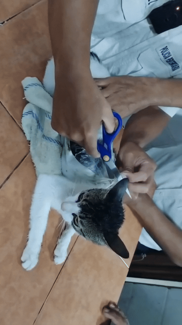 9일(현지시간) 남미 코스타리카 법무부는 지난 6일 리몬 지역 포코치주 교도소에 마약을 밀반입하려던 고양이가 붙잡혔다고 밝혔다. 2025.5.9 코스타리카 법무부