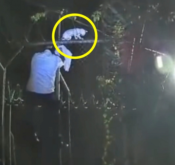 9일(현지시간) 남미 코스타리카 법무부는 지난 6일 리몬 지역 포코치주 교도소에 마약을 밀반입하려던 고양이가 붙잡혔다고 밝혔다. 2025.5.9 코스타리카 법무부