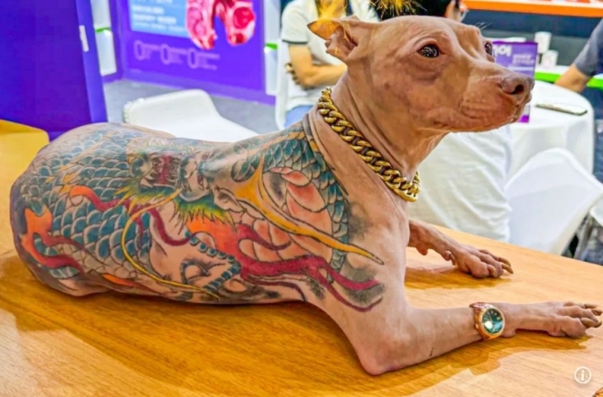 중국 상하이에서 열린 아시아 최대 규모 펫 박람회에 몸통 전체에 문신을 새긴 개가 등장해 논란이 됐다. 중국 SNS ‘Red Note’ 캡처