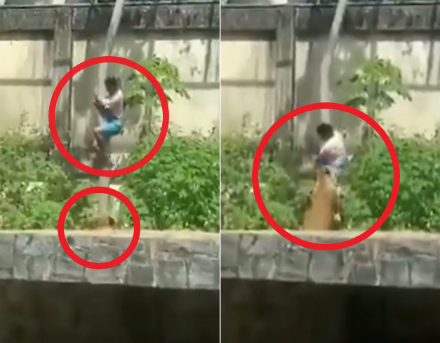 6m 담 넘은 남성, 암사자가 발톱·이빨로 끌어내려 살해… 브라질 동물원 폐쇄 [포착]