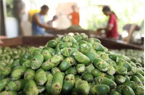 빈랑 자료 사진.연합뉴스