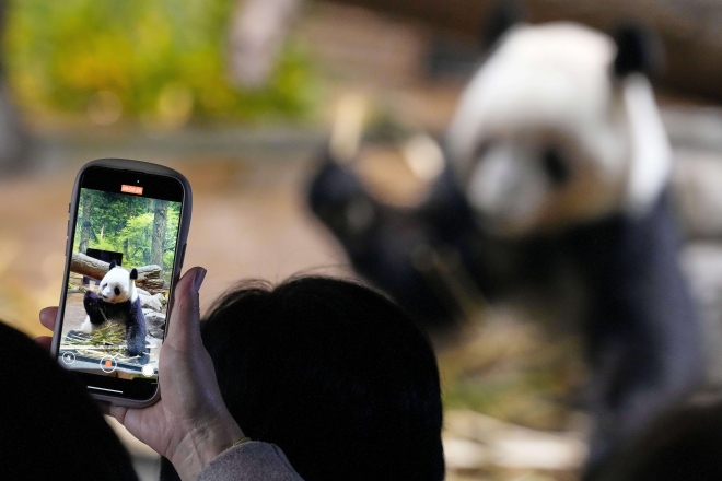 16일 일본 도쿄 다이토구 우에노 동물원 입구를 찾은 한 관람객이 쌍둥이 자이언트 판다 중 암컷인‘레이레이’의 모습을 스마트폰 카메라에 담고 있다.2025.12.16 도쿄 AP 뉴시스