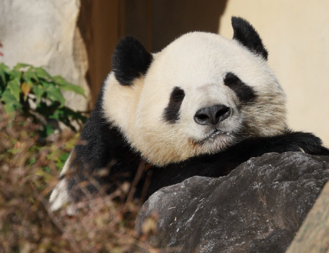 16일 일본 도쿄 우에노동물원에 중국 자이언트판다‘샤오샤오’가 누워 있다.최근 불거진 중일 갈등 속에 샤오샤오는 쌍둥이‘레이레이’와 함께 내년 1월 하순 중국에 반환될 예정이다.2025.12.16 도쿄 AFP