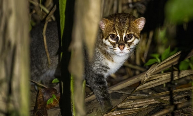 ‘납작머리살쾡이’(학명·Prionailurus planiceps) 자료사진.