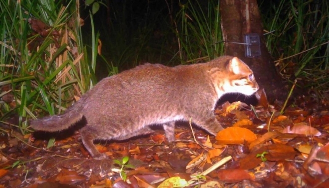 카메라에 포착된 납작머리살쾡이.DNP 제공