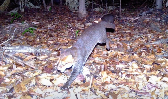 카메라에 포착된 납작머리살쾡이.DNP 제공