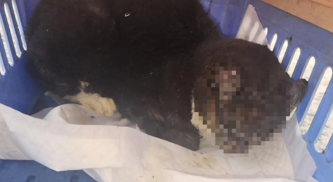 대전에서 학대가 의심되는 길고양이들이 잇따라 발견돼 경찰이 수사에 나섰다.사진은 12월 15일쯤 대전의 한 상가 주차장에서 머리에 화상을 입은 채 구조된 길고양이.2025.12.29 동물권단체 케어 자료