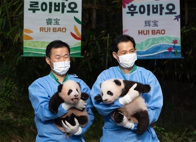 ‘자이언트 판다’아이바오와 러바오 사이에서 태어난 쌍둥이 판다인 루이바오(왼쪽)과 후이바오가 12일 오전 경기도 용인시 에버랜드 판다월드에서 언론에 첫 공개되고 있다.2023.10.12 뉴스1