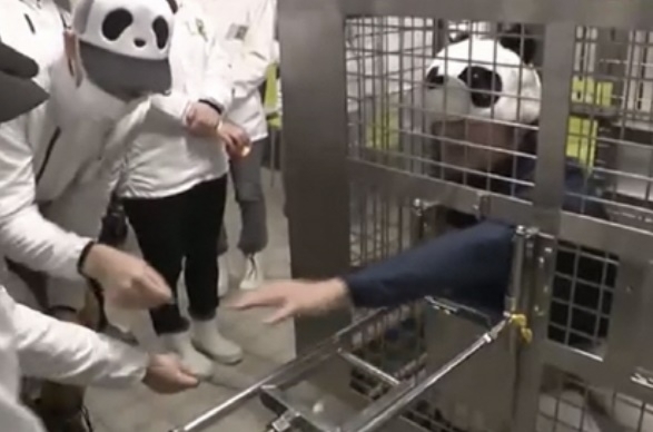 일본의 한 동물원이 중국으로 모두 반환한 판다를 대신해 직원들이 판다 흉내를 내는 이색 프로그램을 운영하고 있다.ABCTV 뉴스 캡처