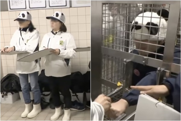 일본의 한 동물원이 중국으로 모두 반환한 판다를 대신해 직원들이 판다 흉내를 내는 이색 프로그램을 운영하고 있다.ABCTV 뉴스 캡처