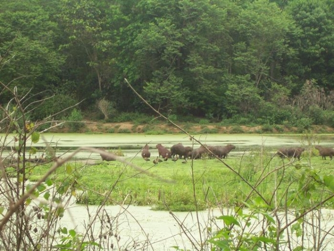 브라질 리우데자에이루 과피아쿠 강 생태 보호 구역의 모습.생명 다양성이 감소할수록 모기들이 인간을 흡혈하려는 욕구가 강해지고 있다는 연구 결과가 나왔다.브라질 오스왈도 크루즈 연방 연구소 제공
