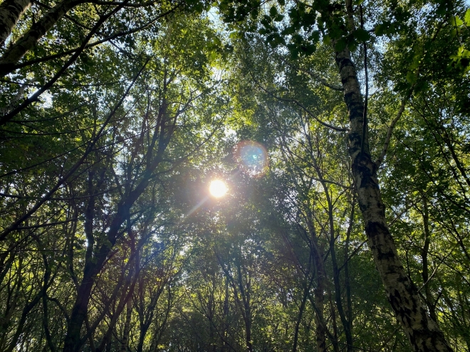 참나무 뿌리에 있는 미생물이 자연림의 건강에 도움을 준다는 연구 결과가 나와 눈길을 끈다.<BR>  영국 웨스트잉글랜드대 제공