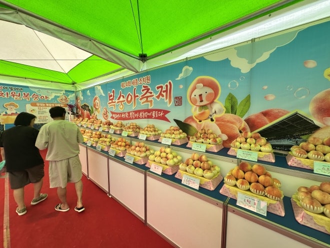 118년 전통 <b>조치원복숭아축제</b> 개막…다회용기 사용 등 환경 강화