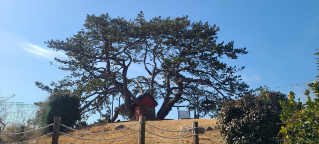 죽성리 마을 둔덕에 고고하게 가지를 뻗치고 있는 ‘죽성리 해송’.