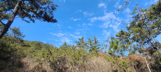 봉대산 산허리를 걸으며 소나무 숲 사이로 하늘을 우러러보니 새파란 하늘이 고개를 내민다.