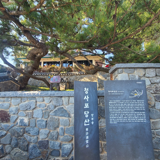고기잡이 나갔다 돌아오지 않는 남편을 소나무에 앉아 하염없이 기다렸다는 아내의 이야기가 깃든 ‘청사포 당산 망부송’. 수령 300년이 넘은 망부송은 해운대구청이 보호수로 지정해 관리하고 있다.