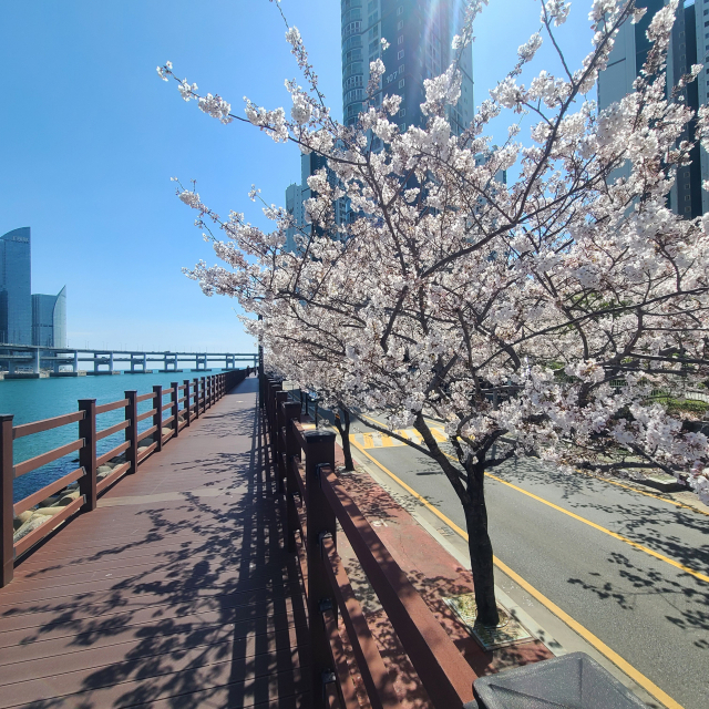민락수변로의 벚나무들이 덱길 난간 너머로 가지를 내밀고 있다. 난간 쪽으로 다가서면 벚꽃이 손에 닿는다.