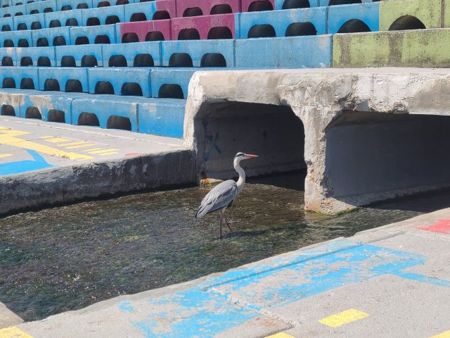 수변 공간을 걷다 보면 폭이 4~5m가량 되는 수로가 나타나는데, 왜가리 한 마리가 인근 횟집에서 흘러 나오는 해수에 섞인 생선 찌꺼기를 기다리고 있다. 갈매기들도 먹잇감을 찾아 온다.