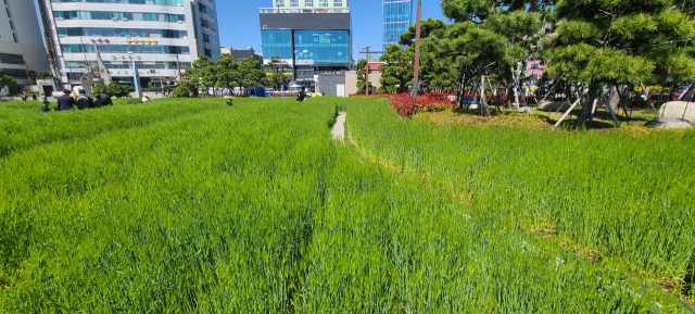 광안리 해수욕장 끝자락에 있는 광안해변공원은 청보리밭으로 꾸며졌다. 청보리밭은 이달 16일까지 볼 수 있다.