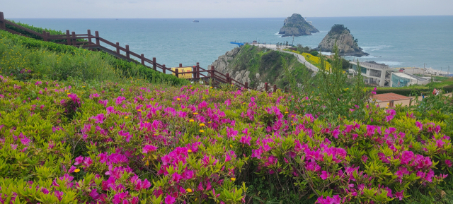 오륙도 해맞이공원과 이기대 자연마당에서 내려다본 오륙도와 오륙도 스카이워크 일대 전경. 산철쭉꽃과 유채꽃 등 아름다운 봄꽃과 절경을 이룬다.