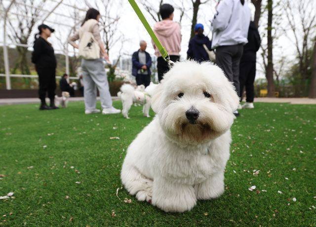Citizen education on pet care in Busan in April. Dongmyeong University Dong Forest Playground. Busan Ilbo DB