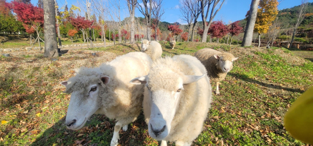 부산 해운대구 석대동 해운대수목원 구석구석을 떼 지어 다니고 있는 양 떼. 타조와 당나귀가 타 지역 목장으로 거처를 옮긴 뒤 수목원에는 암컷 양 10마리만 살고 있다. 해운대수목원 제공