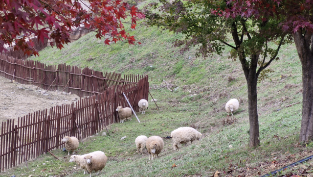 해운대수목원 내 언덕에서 먹이 활동을 하고 있는 양 떼. 자연 방사 방식으로 키우는 양들은 수목원 곳곳을 무리 지어 다니며 방문객의 사랑을 받고 있다. 김희돈 기자