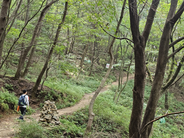 무더운 여름 산행에 빽빽한 숲이 만들어주는 그늘은 축복이다.