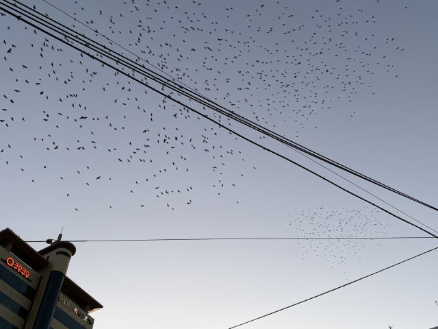 ‘눈 대신 새똥’ 까마귀 부산 습격 사건