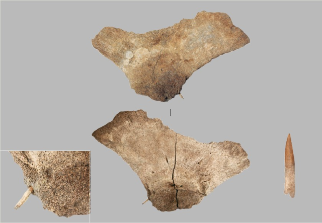 국가민속문화유산으로 승격된‘고래뼈에 박힌 사슴뿔 작살촉’중 고래 어깨뼈 유물 모습.기원전 4000년~3000년 신석기시대 한반도의 실제 고래잡이 활동을 입증하는 세계적인 희귀 자료로 평가받는다.울산시 제공