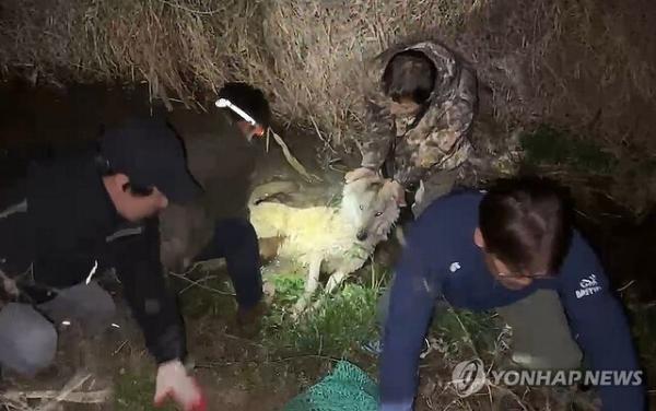 ◇대전 오월드를 탈출한 늑대 '늑구'가 탈출 9일 만인 17일 0시 44분께 대전 중구 안영동 안영IC 인근에서 포획됐다. 2026.4.17 [대전시 제공. 재판매 및 DB 금지]