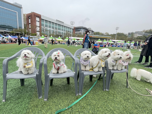 꼬씨꼬씨 이미지