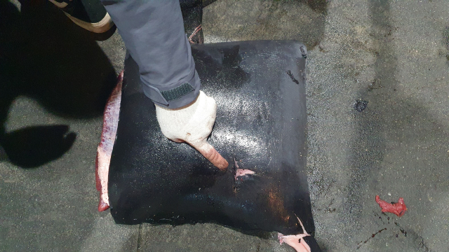 지난 7일 오후 포항시 북구 한 항구로 들어온 고래고기에 작살 자국이 선명하게 나 있다.포항해양경찰서 제공.