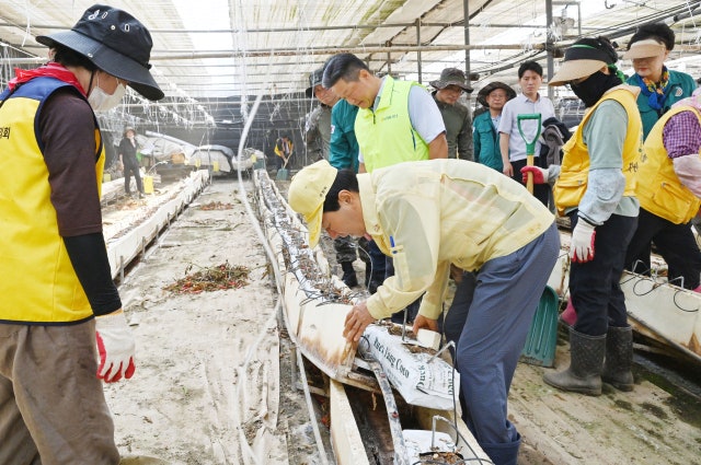 창녕군, <b>수해 농가</b> 찾아 <b>복구</b>에 구슬땀 흘려