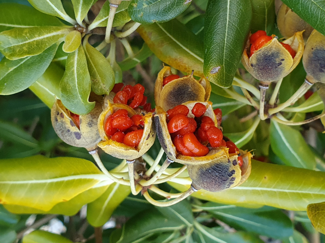 돈나무는 10월말~12월에 열매가 노랗게 익고 껍질이 벌어지면 붉은 씨앗이 나오는데 끈적끈적한 점액질로 싸여 있다.