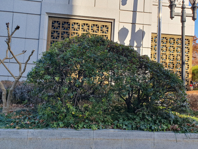 대구 중구 한국은행 대구지점의 하단에 심어진 돈나무.
