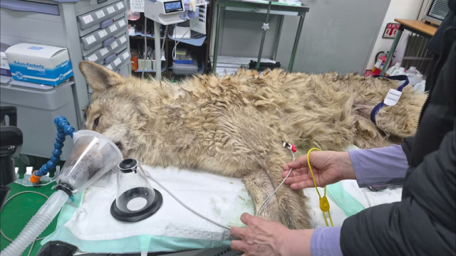 대전 동물원 '오월드'에서 살다 잠시 가출을 했던 늑대 '늑구'. 오월드