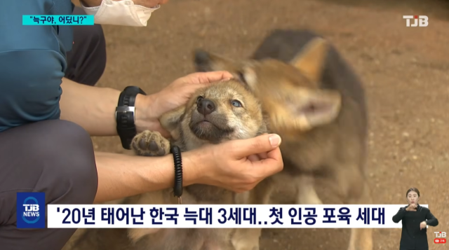 늑구와 같은 해 태어나 길러지던 대전 오월드 새끼 늑대들. TJB