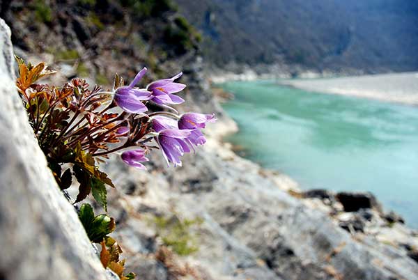  단순히 피사체만 찍은 것이 아니라 이름에 맞게 동강을 배경에 넣고 찍은 동강할미꽃(조리개 F/3.8, 노출 1/800초, ISO감도 100, 노출 +0.3, 후보정 Picasa 3.0).