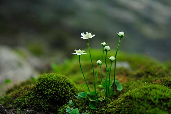 약간의 원근감이 나타나도록 구도를 잡아 찍은 물매화(조리개 F/3, 노출 1/200초, ISO감도 320, 노출 -1.7, 후보정 없음).