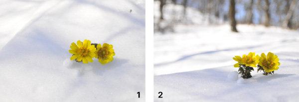 1 눈 속에 파묻힌 피사체에 시선이 집중되도록 찍은 평면적 느낌의 개복수초.  2 피사체가 어떤 현장에 놓여 있는지 배경까지 생각한 공간적 느낌의 개복수초.