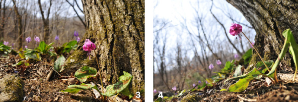 3 짙은 붉은색으로 핀 피사체의 배경에 비교가 되는 옅은 붉은색 꽃이 놓이도록 구도를 잡고 평범한 앵글로 찍은 얼레지. 4 짙은 붉은색으로 핀 피사체의 배경에 비교가 되는 옅은 붉은색 꽃이 놓이도록 하고 주인공 꽃이