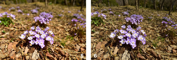 5 심도를 얕게 해서(F값 2.8) 배경을 흐릿하게 처리하고 눈앞의 주요 피사체만 돋보이도록 찍은 깽깽이풀.  6 심도를 깊게 해서(F값 9) 배경도 나오게 처리하고 주요 피사체 주변의 군락 모습도 보여 주