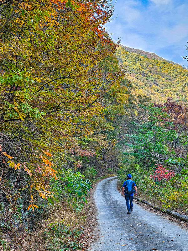 임도를 만나 왼쪽 내리막 방향 따라 이동하며 단풍 구경 나온 듯 잠시 감상에 젖어본다.