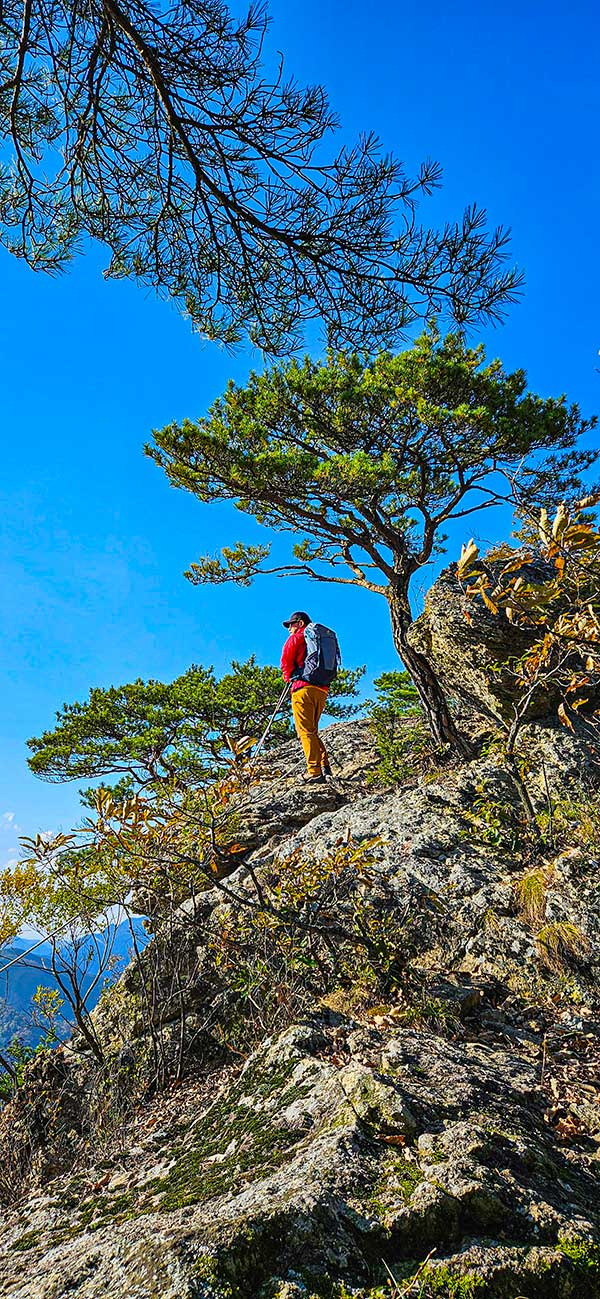 백암산을 지나며 만나는 멋진 소나무가 터줏대감으로 서있는 독수리봉 바위 암릉 구간을 지난다.