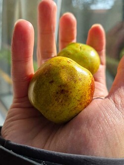 태항산 야생대추. 